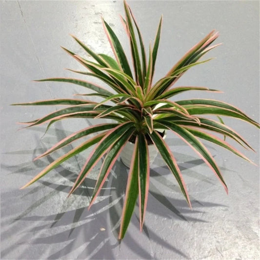 GREEN ALOES Plantes artificielles en plastique, branche de Chlorophytum