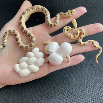 Modèle de biologie de Simulation pour enfants, jouet, Cycle de croissance de la vie des plantes d'animaux, ensemble de jouets Montessori pour enfants, outils pédagogiques, jouets éducatifs