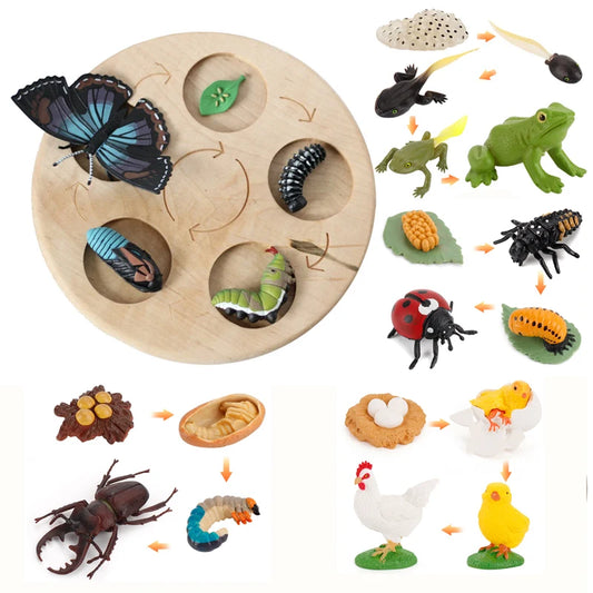 Planche de Cycle de vie des animaux, jouets pour enfants, outils pédagogiques Montessori, ensemble de modèles de Cycle de croissance des animaux, jouets cognitifs préscolaires