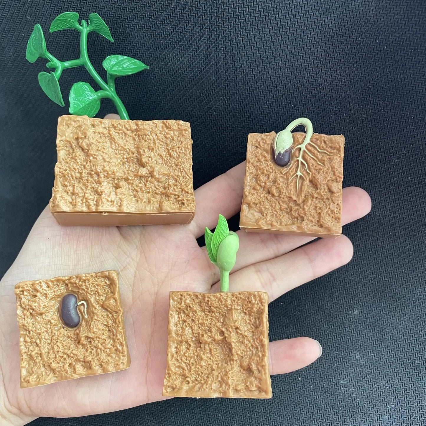 Modèle de biologie de Simulation pour enfants, jouet, Cycle de croissance de la vie des plantes d'animaux, ensemble de jouets Montessori pour enfants, outils pédagogiques, jouets éducatifs