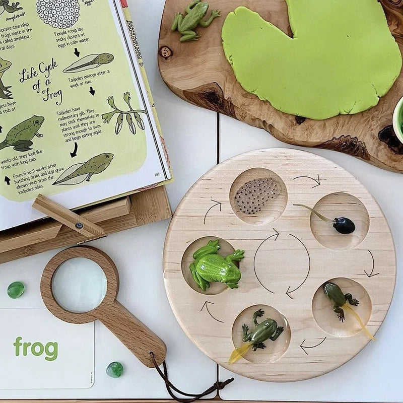 Planche de Cycle de vie des animaux, jouets pour enfants, outils pédagogiques Montessori, ensemble de modèles de Cycle de croissance des animaux, jouets cognitifs préscolaires