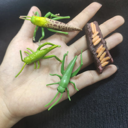 Modèle de biologie de Simulation pour enfants, jouet, Cycle de croissance de la vie des plantes d'animaux, ensemble de jouets Montessori pour enfants, outils pédagogiques, jouets éducatifs