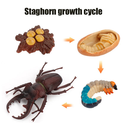 Planche de Cycle de vie des animaux, jouets pour enfants, outils pédagogiques Montessori, ensemble de modèles de Cycle de croissance des animaux, jouets cognitifs préscolaires