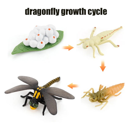 Planche de Cycle de vie des animaux, jouets pour enfants, outils pédagogiques Montessori, ensemble de modèles de Cycle de croissance des animaux, jouets cognitifs préscolaires