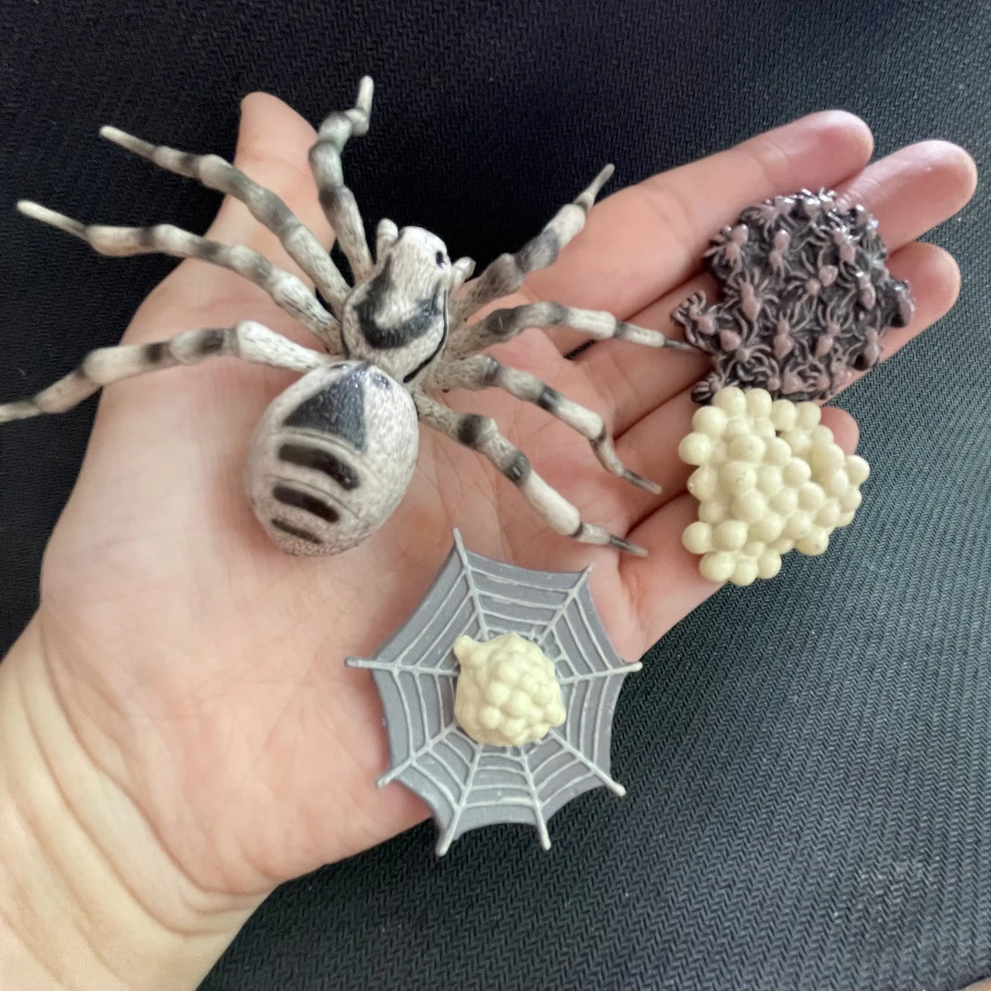 Modèle de biologie de Simulation pour enfants, jouet, Cycle de croissance de la vie des plantes d'animaux, ensemble de jouets Montessori pour enfants, outils pédagogiques, jouets éducatifs