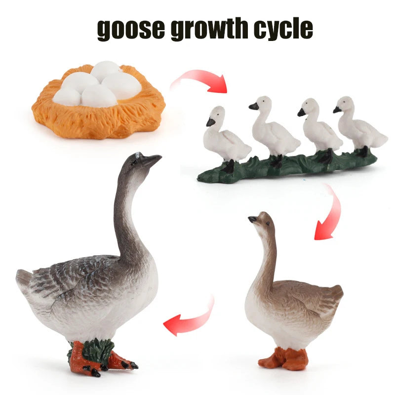 Planche de Cycle de vie des animaux, jouets pour enfants, outils pédagogiques Montessori, ensemble de modèles de Cycle de croissance des animaux, jouets cognitifs préscolaires