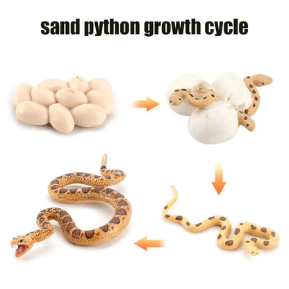 Planche de Cycle de vie des animaux, jouets pour enfants, outils pédagogiques Montessori, ensemble de modèles de Cycle de croissance des animaux, jouets cognitifs préscolaires