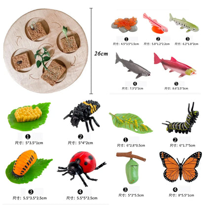 Planche de Cycle de vie des animaux, jouets pour enfants, outils pédagogiques Montessori, ensemble de modèles de Cycle de croissance des animaux, jouets cognitifs préscolaires
