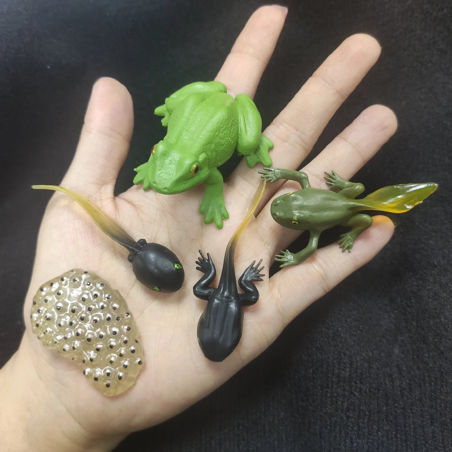 Modèle de biologie de Simulation pour enfants, jouet, Cycle de croissance de la vie des plantes d'animaux, ensemble de jouets Montessori pour enfants, outils pédagogiques, jouets éducatifs