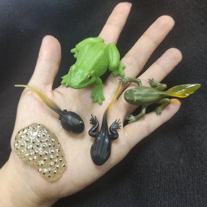 Modèle de biologie de Simulation pour enfants, jouet, Cycle de croissance de la vie des plantes d'animaux, ensemble de jouets Montessori pour enfants, outils pédagogiques, jouets éducatifs