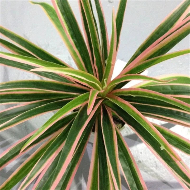 Plantes artificielles en plastique, branche de Chlorophytum, fausses plantes décoratives pour la maison, décoration de table intérieure en Pot, sans Pot