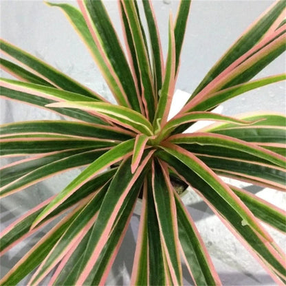 Plantes artificielles en plastique, branche de Chlorophytum, fausses plantes décoratives pour la maison, décoration de table intérieure en Pot, sans Pot