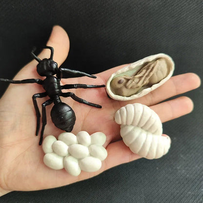 Modèle de biologie de Simulation pour enfants, jouet, Cycle de croissance de la vie des plantes d'animaux, ensemble de jouets Montessori pour enfants, outils pédagogiques, jouets éducatifs