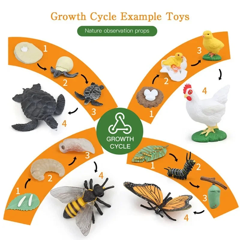 Modèle de biologie de Simulation pour enfants, jouet, Cycle de croissance de la vie des plantes d'animaux, ensemble de jouets Montessori pour enfants, outils pédagogiques, jouets éducatifs