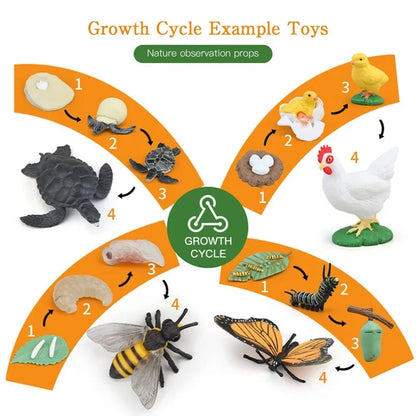 Modèle de biologie de Simulation pour enfants, jouet, Cycle de croissance de la vie des plantes d'animaux, ensemble de jouets Montessori pour enfants, outils pédagogiques, jouets éducatifs