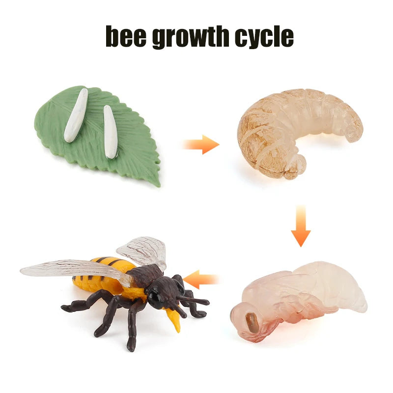 Planche de Cycle de vie des animaux, jouets pour enfants, outils pédagogiques Montessori, ensemble de modèles de Cycle de croissance des animaux, jouets cognitifs préscolaires