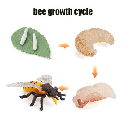 Planche de Cycle de vie des animaux, jouets pour enfants, outils pédagogiques Montessori, ensemble de modèles de Cycle de croissance des animaux, jouets cognitifs préscolaires