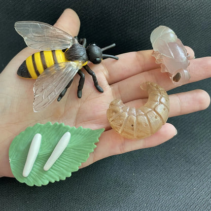 Modèle de biologie de Simulation pour enfants, jouet, Cycle de croissance de la vie des plantes d'animaux, ensemble de jouets Montessori pour enfants, outils pédagogiques, jouets éducatifs