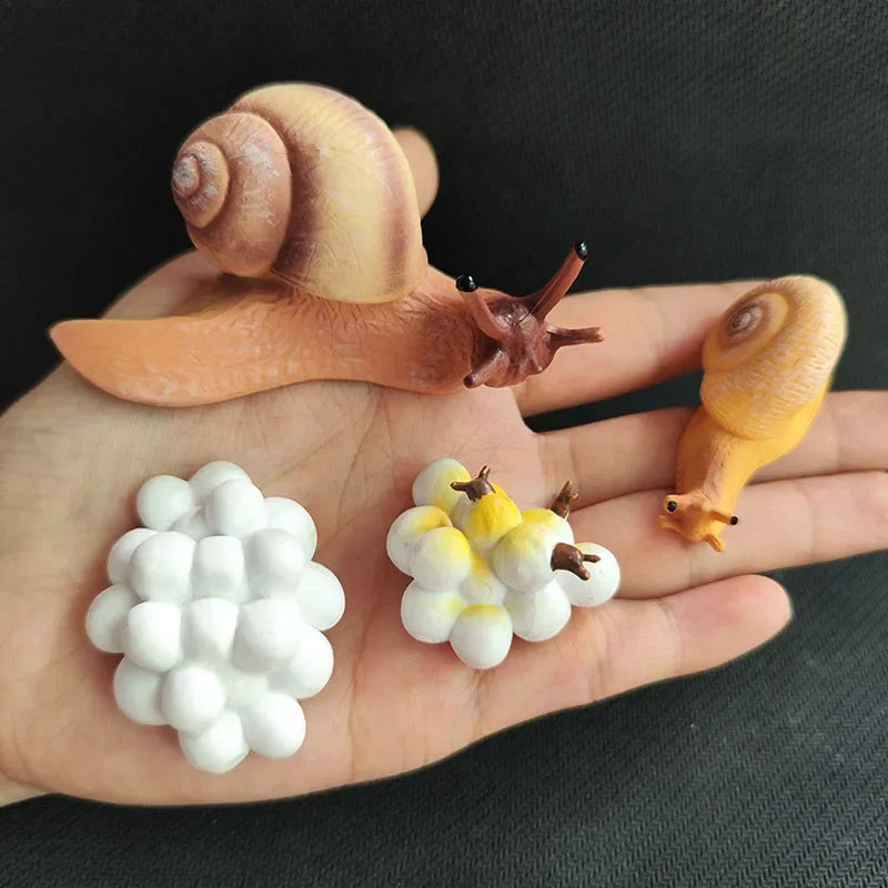 Modèle de biologie de Simulation pour enfants, jouet, Cycle de croissance de la vie des plantes d'animaux, ensemble de jouets Montessori pour enfants, outils pédagogiques, jouets éducatifs
