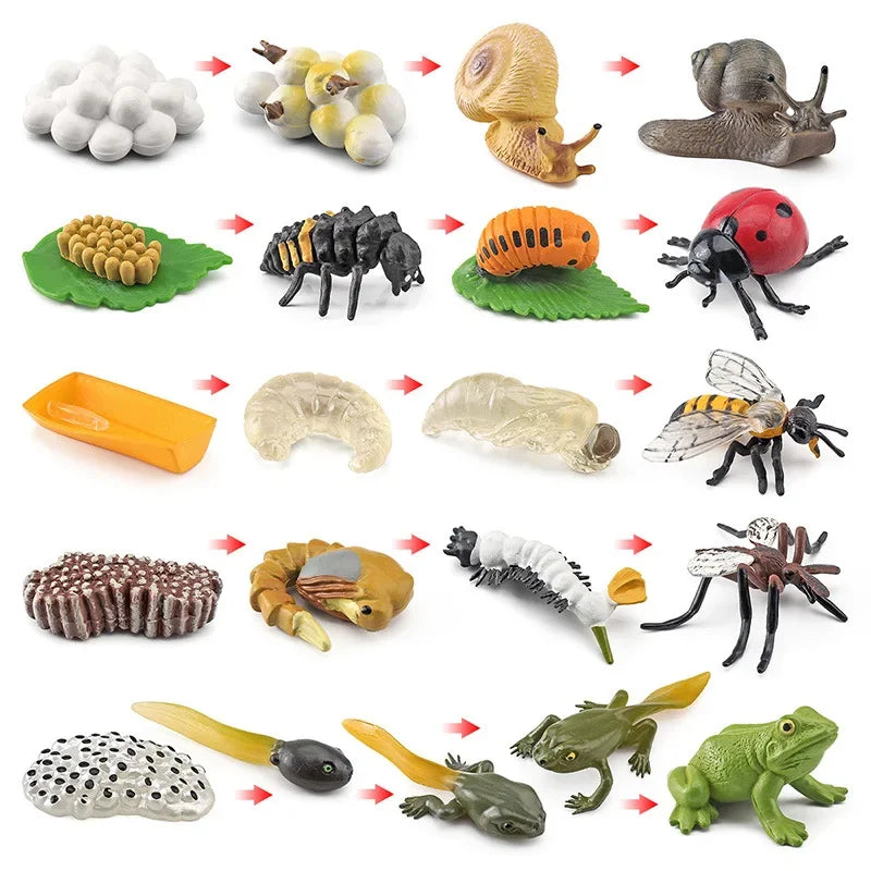 Modèle de biologie de Simulation pour enfants, jouet, Cycle de croissance de la vie des plantes d'animaux, ensemble de jouets Montessori pour enfants, outils pédagogiques, jouets éducatifs