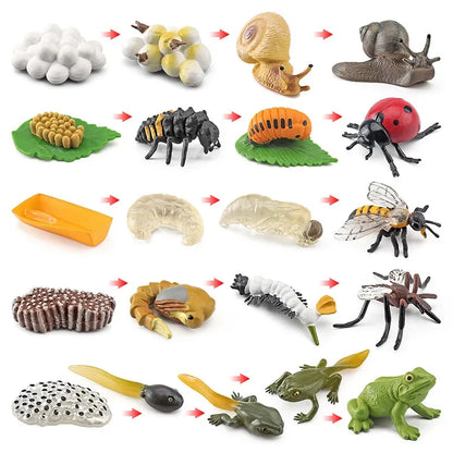 Modèle de biologie de Simulation pour enfants, jouet, Cycle de croissance de la vie des plantes d'animaux, ensemble de jouets Montessori pour enfants, outils pédagogiques, jouets éducatifs