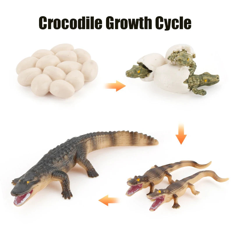 Planche de Cycle de vie des animaux, jouets pour enfants, outils pédagogiques Montessori, ensemble de modèles de Cycle de croissance des animaux, jouets cognitifs préscolaires