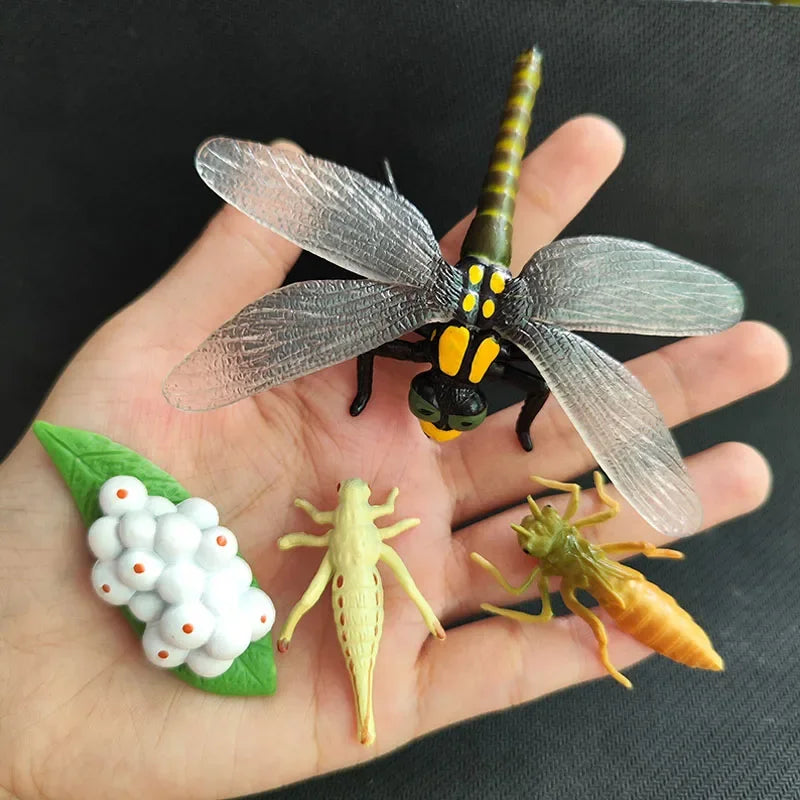 Modèle de biologie de Simulation pour enfants, jouet, Cycle de croissance de la vie des plantes d'animaux, ensemble de jouets Montessori pour enfants, outils pédagogiques, jouets éducatifs