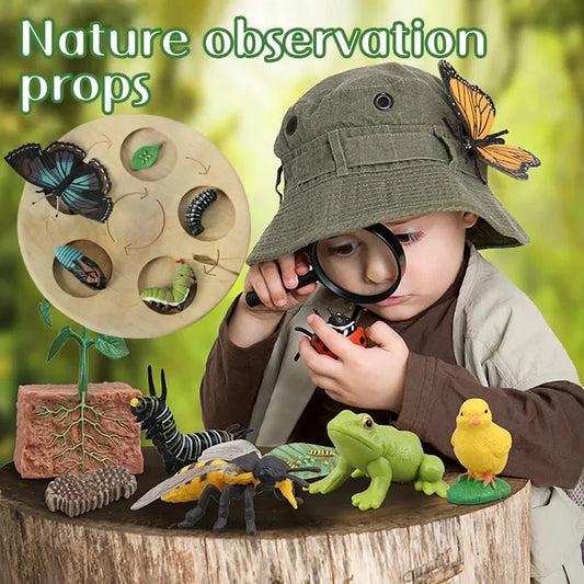 Modèle de biologie de Simulation pour enfants, jouet, Cycle de croissance de la vie des plantes d'animaux, ensemble de jouets Montessori pour enfants, outils pédagogiques, jouets éducatifs