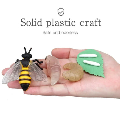 Modèle de biologie de Simulation pour enfants, jouet, Cycle de croissance de la vie des plantes d'animaux, ensemble de jouets Montessori pour enfants, outils pédagogiques, jouets éducatifs