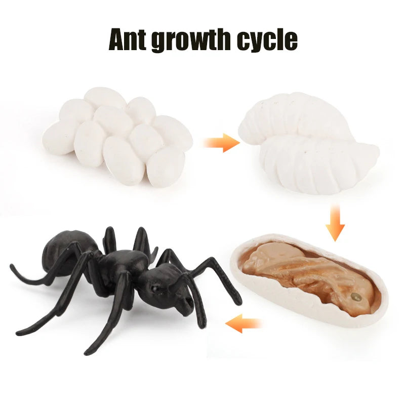 Planche de Cycle de vie des animaux, jouets pour enfants, outils pédagogiques Montessori, ensemble de modèles de Cycle de croissance des animaux, jouets cognitifs préscolaires