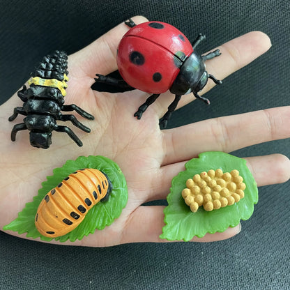 Modèle de biologie de Simulation pour enfants, jouet, Cycle de croissance de la vie des plantes d'animaux, ensemble de jouets Montessori pour enfants, outils pédagogiques, jouets éducatifs