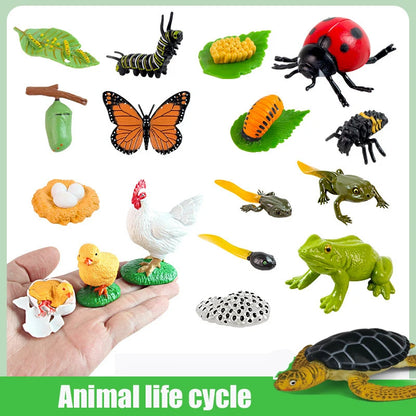 Planche de Cycle de vie des animaux, jouets pour enfants, outils pédagogiques Montessori, ensemble de modèles de Cycle de croissance des animaux, jouets cognitifs préscolaires