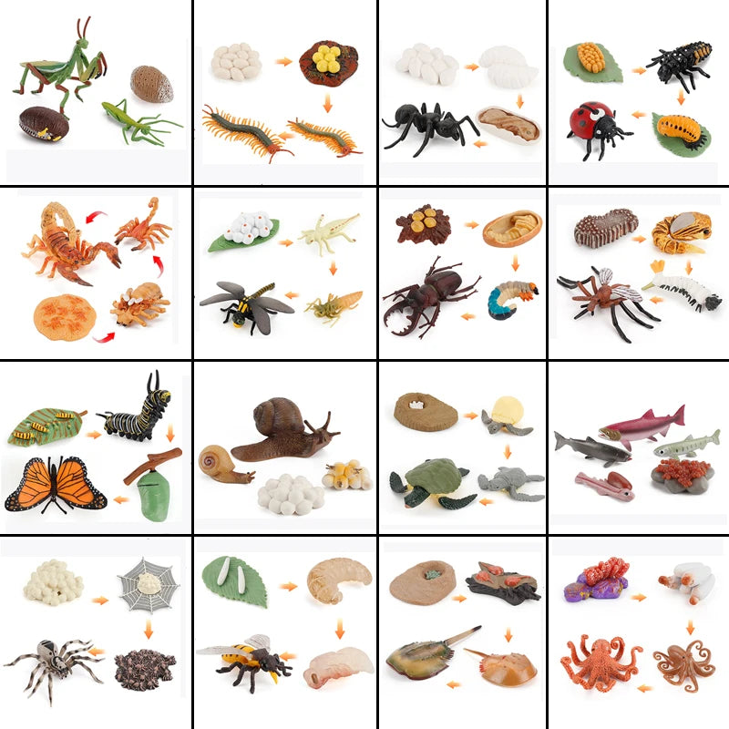 Planche de Cycle de vie des animaux, jouets pour enfants, outils pédagogiques Montessori, ensemble de modèles de Cycle de croissance des animaux, jouets cognitifs préscolaires
