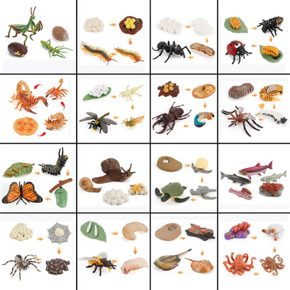 Planche de Cycle de vie des animaux, jouets pour enfants, outils pédagogiques Montessori, ensemble de modèles de Cycle de croissance des animaux, jouets cognitifs préscolaires