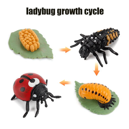 Planche de Cycle de vie des animaux, jouets pour enfants, outils pédagogiques Montessori, ensemble de modèles de Cycle de croissance des animaux, jouets cognitifs préscolaires