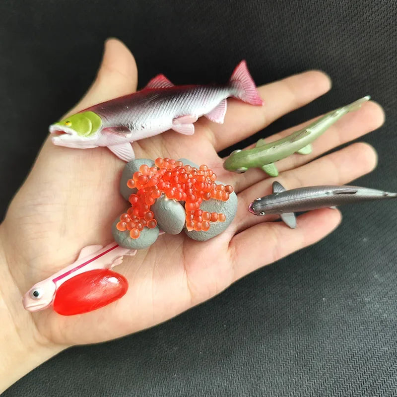 Modèle de biologie de Simulation pour enfants, jouet, Cycle de croissance de la vie des plantes d'animaux, ensemble de jouets Montessori pour enfants, outils pédagogiques, jouets éducatifs