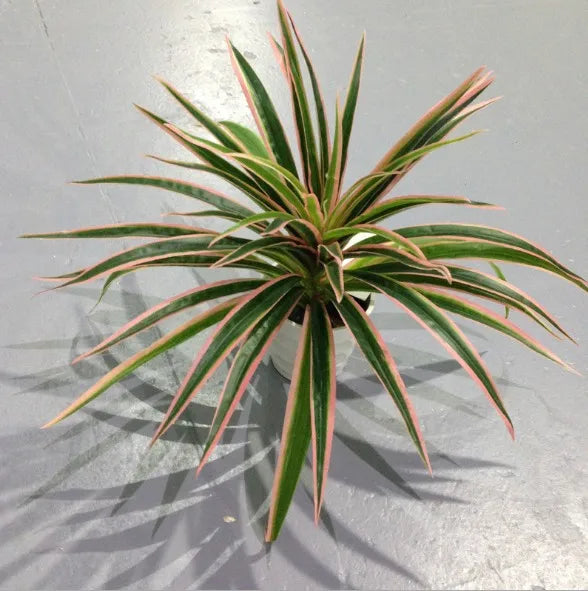 Plantes artificielles en plastique, branche de Chlorophytum, fausses plantes décoratives pour la maison, décoration de table intérieure en Pot, sans Pot