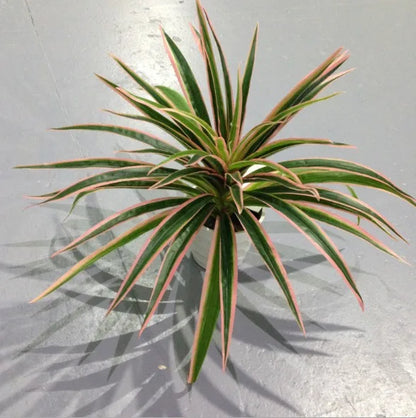 Plantes artificielles en plastique, branche de Chlorophytum, fausses plantes décoratives pour la maison, décoration de table intérieure en Pot, sans Pot