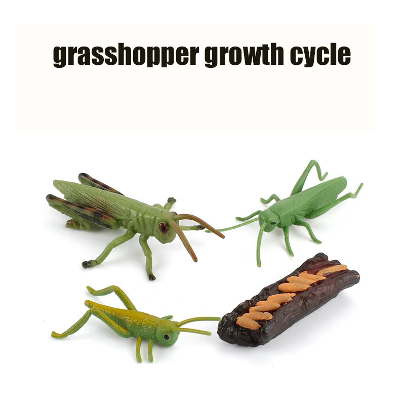 Planche de Cycle de vie des animaux, jouets pour enfants, outils pédagogiques Montessori, ensemble de modèles de Cycle de croissance des animaux, jouets cognitifs préscolaires