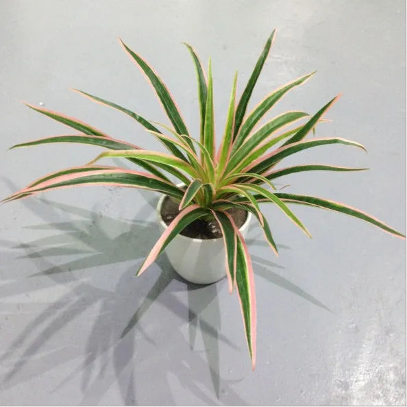 Plantes artificielles en plastique, branche de Chlorophytum, fausses plantes décoratives pour la maison, décoration de table intérieure en Pot, sans Pot