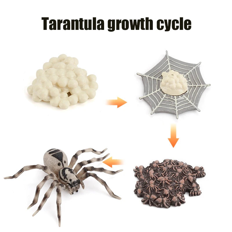 Planche de Cycle de vie des animaux, jouets pour enfants, outils pédagogiques Montessori, ensemble de modèles de Cycle de croissance des animaux, jouets cognitifs préscolaires