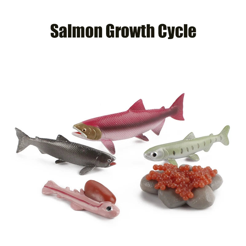 Planche de Cycle de vie des animaux, jouets pour enfants, outils pédagogiques Montessori, ensemble de modèles de Cycle de croissance des animaux, jouets cognitifs préscolaires