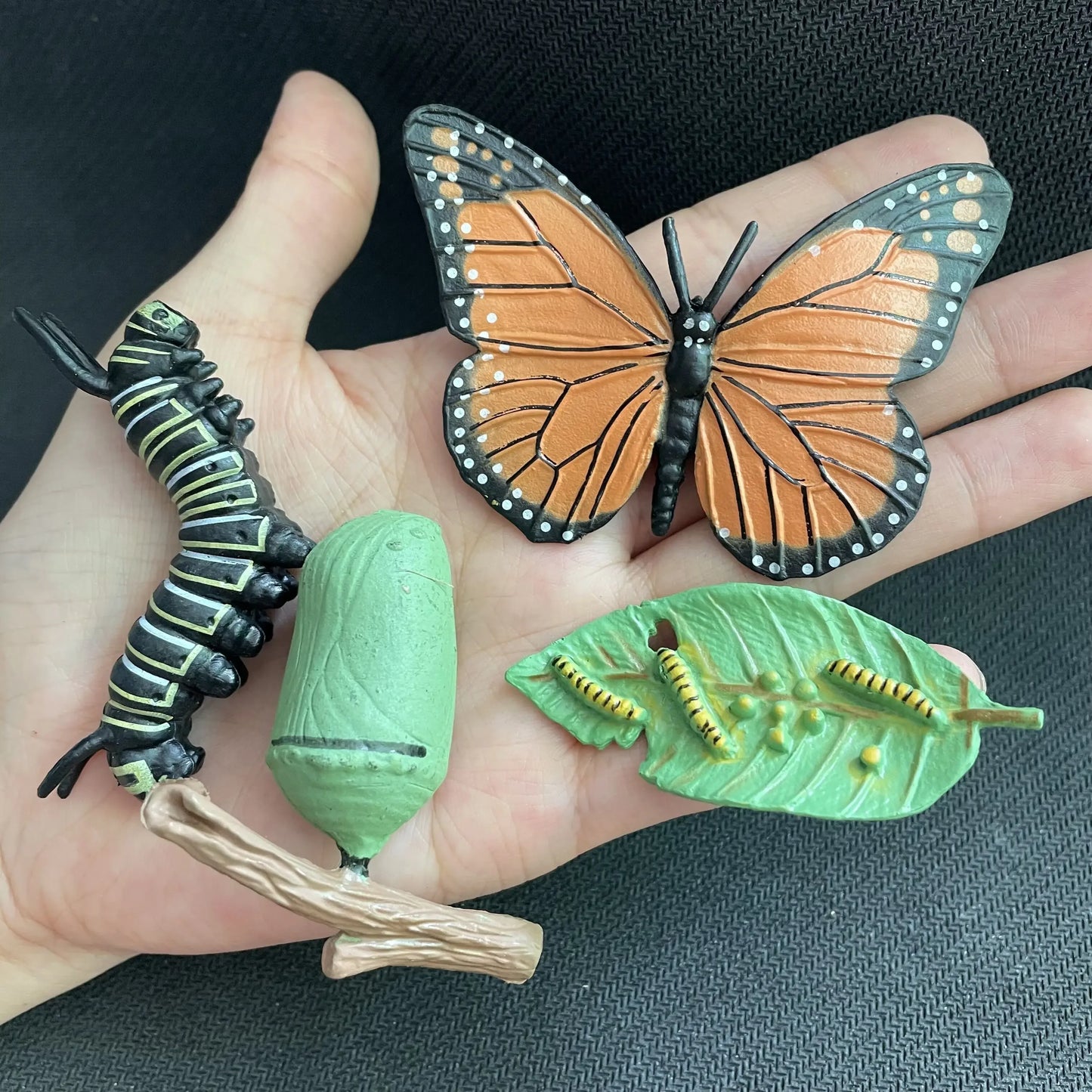 Modèle de biologie de Simulation pour enfants, jouet, Cycle de croissance de la vie des plantes d'animaux, ensemble de jouets Montessori pour enfants, outils pédagogiques, jouets éducatifs