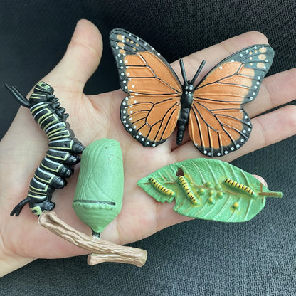 Modèle de biologie de Simulation pour enfants, jouet, Cycle de croissance de la vie des plantes d'animaux, ensemble de jouets Montessori pour enfants, outils pédagogiques, jouets éducatifs